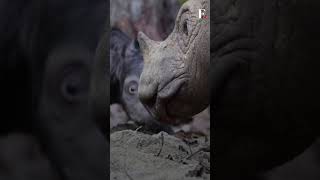 Rare And Endangered Sumatran Rhino Born In Indonesia  Subscribe to Firstpost [upl. by Alvie503]