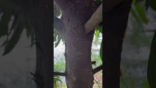 Bark of Diospyros malabarica an indicator of water from Odisha water odisha [upl. by Berrie]