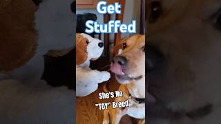 Get Stuffed  Shes No quotToyquot Breed funnyanimal beagle flutterpie puppy dog doglover [upl. by Vance]