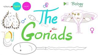 The Gonads Ovaries and Testes  Endocrine System  Biology Lecture Series [upl. by Johns]