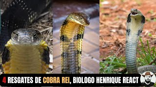 4 Resgates de Cobra Rei Biólogo Henrique REACT [upl. by Maryanna]