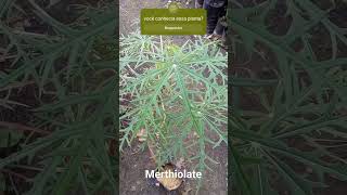 Merthiolate planta medicinal [upl. by Lal]