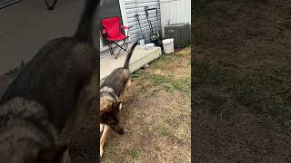 Charlie plays fetch shorts germanshepherdpuppy viraldogsvideos cutedogs 1kviews subscribe [upl. by Messab144]