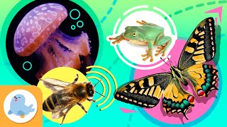 ANIMAIS CURIOSOS para crianças 🐝🦋 Abelha Borboleta Medusa e Rã 🐸👾 Recopilação [upl. by Enrak]