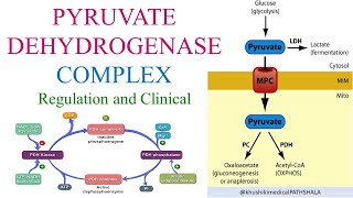 Pyruvate Dehydrogenase Complex and its regulation [upl. by Eidualc]