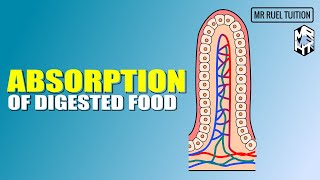 Absorption of Digested Food [upl. by Jehias]