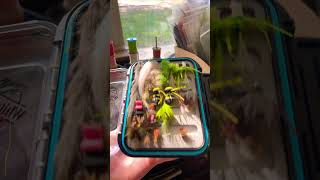 Check out my new fly box just got it organised FlyTying FlyBox FlyFishing Subscribe FYP ￼ [upl. by Akiam917]