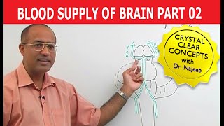 Blood Supply of Brain  Circle of Willis  Part 211 [upl. by Hareenum]