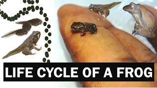 Life Cycle of a Frog ගෙම්බාගේ ජීවන චක්‍රය scienceeducation [upl. by Adnahsed]