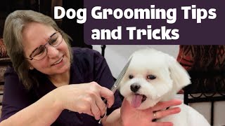 Maltese MAKEOVER Watch Abby go through a complete transformation How to groom a Maltese Short trim [upl. by Mateusz]