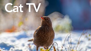 Videos for Cats To Watch  12 Hours of Birds and Squirrels HD [upl. by Eilliw536]