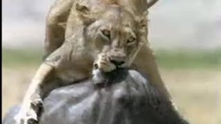 Lion Hunts Buffalo  5 Big Cats and a Camera  BBC Studios [upl. by Philina]