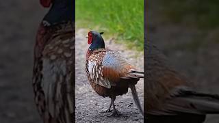 Wild Pheasant Sprints to Take On Me [upl. by Bergmann]