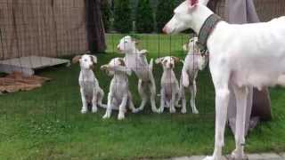 Podenco IbicencoIbizan Hounds Kennel quotBaltas Vejasquot2013 [upl. by Navillus850]