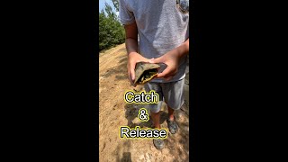 Shocking Truth about Yellow Belly Slider Turtles and Their Shells [upl. by Mathi]