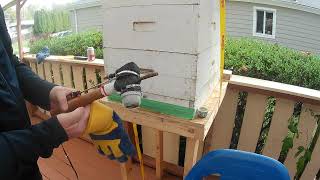 GampH Honey Bees  Using my home made vapourizer to treat for mites [upl. by Ylaek]