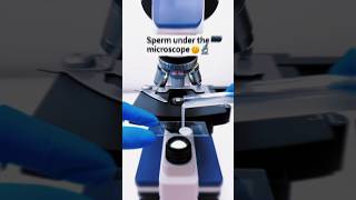 Sperm 🤫 Under microscope 😲🔬 part 2 shorts science microscope [upl. by Jorrie]