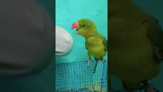 Talking parrot shortvideo shorts [upl. by Galang]