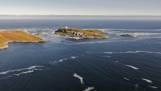 Hornøya Leach´s Storm Petrel night September 10th 2016 Tormod Amundsen © Biotope [upl. by Shep208]