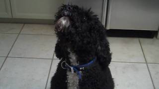 Portuguese Water Dog Singing [upl. by Lolita]