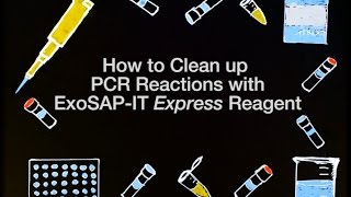 How to Clean up PCR Reactions with ExoSAPIT Express Reagent [upl. by Ttiwed]