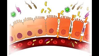 CURA LA PERMEABILIDAD INTESTINAL HACIENDO ESTO Y FRENA EL ENVEJECIMIENTO PREMATURO [upl. by Tabina615]