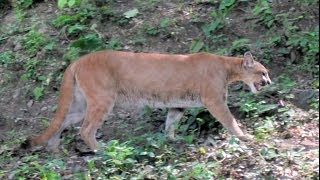 Puma Petencito Zoo Flores Lago Peten Itza Guatemala Central America North America [upl. by Bridge915]