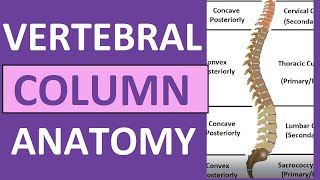 Vertebral Column Anatomy Bones Regions Curvatures Kyphotic Lordotic [upl. by Lauraine]