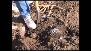 Planting Peonies with Adelman Peony Gardens [upl. by Ecirtel]