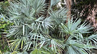 Silver Saw Palmetto  Serenoa repens [upl. by Notsruht]