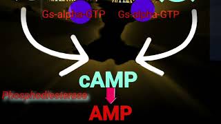 cAMP Phosphodiesterase amp Adenylate Cyclase Metabolism Made Easy [upl. by Ramoh]