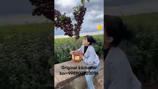 Glos kóchatlar tayyor 998902303096 shorts shortvideo fruit uzb kazakhstan uzbekistan garden [upl. by Ahgiela]