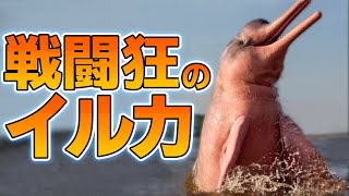 ピラニアすら捕食するアマゾンカワイルカの生態 [upl. by Leupold]