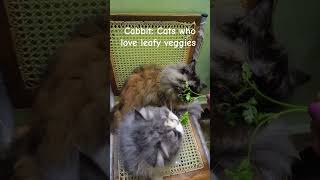 Cabbit cats who love leafy veggies cat animallover catshorts funnycats [upl. by Ayrb]