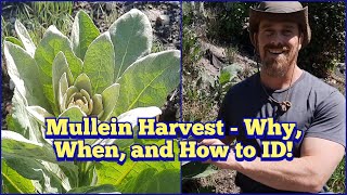 Mullein Leaves  Why Harvest Mullein When to Harvest Mullein and How to ID Mullein [upl. by Dnalrag]