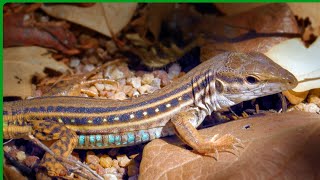 Whiptail lizard foraging and eating naturecuriosities [upl. by Marybeth]