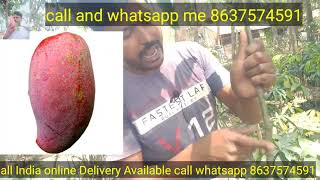 how to Jin Song mango plant Maya mango plant my Sahi nursery All India online Delivery Available [upl. by Audri]