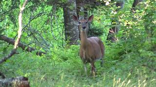 Whitetail Deer Warning quotStomp And Blowquot [upl. by Constancy]