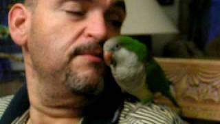 Amazing Spanish talking Quaker Parrot [upl. by Michey]