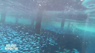 Snorkeling House Reef Brayka Bay Southside  Marsa Alam  Ägypten Gopro Black 7 Underwater [upl. by Lacee55]