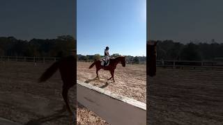 dressage test vid [upl. by Kcinnay]