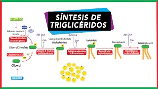 Síntesis de triglicéridos Lipogénesis  Metabolismo [upl. by Kcirdlek]