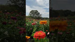 short Flower Picking Ellijay Georgia flowerpicking northgeorgiamountains [upl. by Millman]