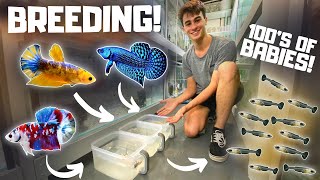 How to Breed Bettas in Tubs Super Easy [upl. by Hogan871]