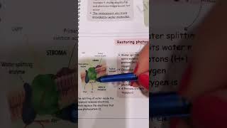 Water splitting enzymebiologypoli11biologygrade11 [upl. by Jacintha]