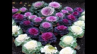 579  How to grow n care Ornamental Cabbage KaleCollards Hindi Urdu 291117 [upl. by Ienttirb]