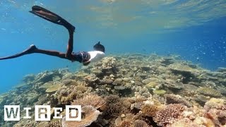 3D Mapping The Worlds Coral  to Save It [upl. by Margot]