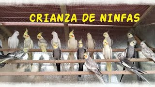 CRIANZA DE NINFAS  AVIARIO CHEEKampTAILS [upl. by Yticilef]