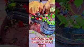 घर मे बेलपत्र का पेड़ लगाना कितना शुभजाने 3 लाभ 🙏🔥🍀shortvideo viral trinding ytstudio 🙏🍀🌿⚘️ [upl. by Rodnas]