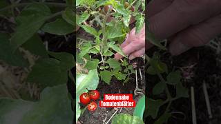 Auf diese Tomatenblätter solltest du unbedingt achten garten tomaten [upl. by Asserak]